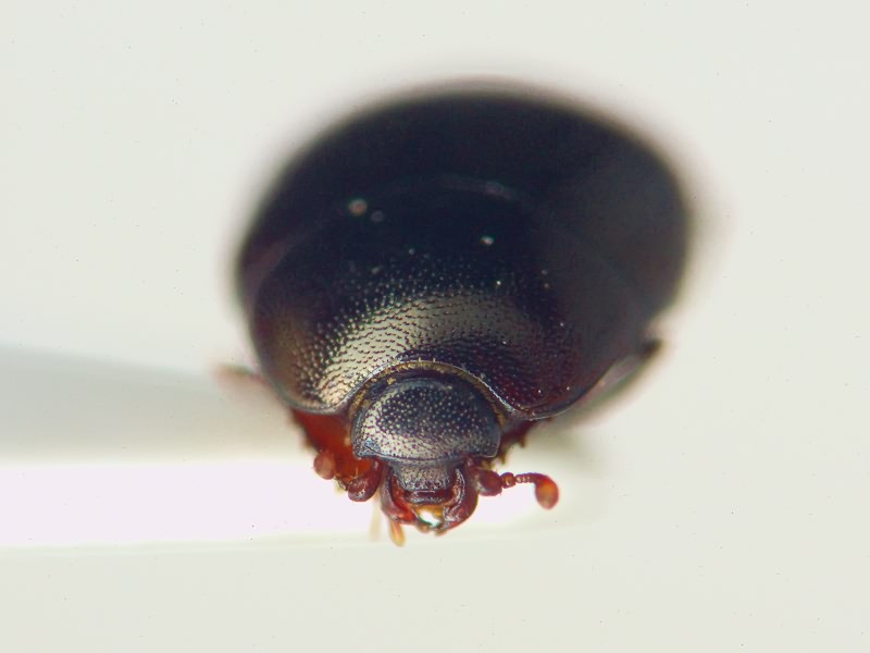 Hypocacculus rufipes (Kugelann, 1792)